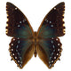Exotic Butterfly