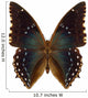 Exotic Butterfly