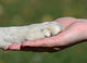 Friends Hand and Paw