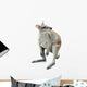 Kangaroo