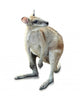 Kangaroo