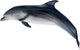 grey dolphin on white illustration Wall Decal