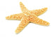 Sea-star Starfish Wall Decal