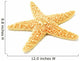 Sea-star Starfish Wall Decal
