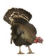 Turkey Wall Decal