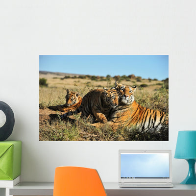 Family Tigers shown on a wall