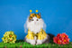 Cat Costume Bee Wall Decal