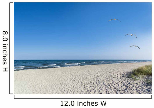 Seagulls on the beach Wall Mural
