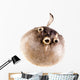 Puffer Fish Wall Decal