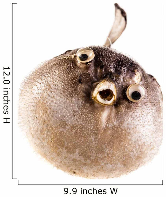 Puffer Fish Wall Decal