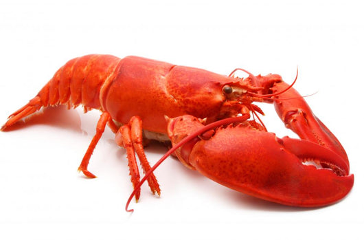 Red Lobster Wall Decal