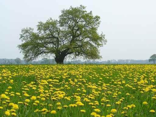 Dandelion Meadow Wall Decal