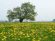 Dandelion Meadow Wall Decal