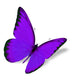 Purple Butterfly Wall Decal