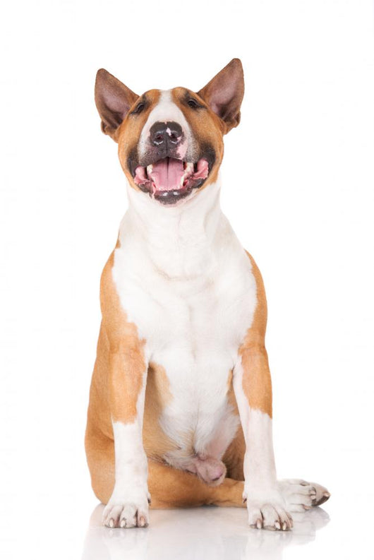 Happy English Bull Terrier Dog Wall Decal