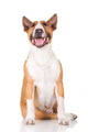 Happy English Bull Terrier Dog Wall Decal