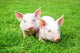 Two Piglets Lying Grass