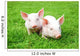 Two Piglets Lying Grass