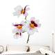 four white orchid flowers with pink and yellow center Wall Decal