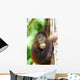 Orangutans Wall Mural