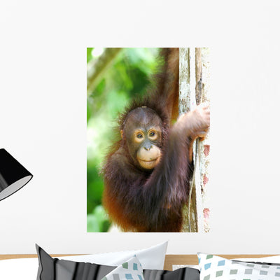 Orangutans Wall Mural shown on a wall