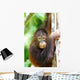 Orangutans Wall Mural