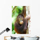 Orangutans Wall Mural