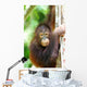 Orangutans Wall Mural