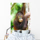 Orangutans Wall Mural