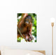 Orangutans Wall Mural