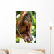 Orangutans Wall Mural