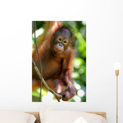 Orangutans Wall Mural shown on a wall