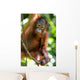 Orangutans Wall Mural