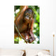 Orangutans Wall Mural