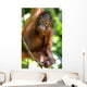 Orangutans Wall Mural