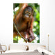 Orangutans Wall Mural