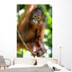Orangutans Wall Mural