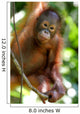 Orangutans Wall Mural