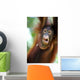 Orangutans Wall Mural