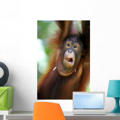 Orangutans Wall Mural shown on a wall