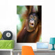 Orangutans Wall Mural