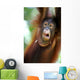 Orangutans Wall Mural