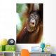 Orangutans Wall Mural
