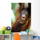 Orangutans Wall Mural