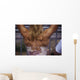 muscles Wall Mural