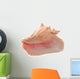 Conch Shell