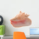 Conch Shell