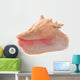 Conch Shell