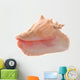 Conch Shell