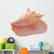 Conch Shell